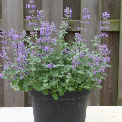 Nepeta x faassenii 'Baby Cat' - Faasseni naistenõges 'Baby Cat' P11/0,75L